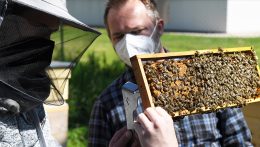 Tönkreteszi a méhészeket az állatvédelemről szóló törvény készülő módosítása