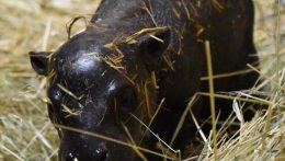 Törpe víziló kicsinye a nyári sláger a pozsonyi állatkertben