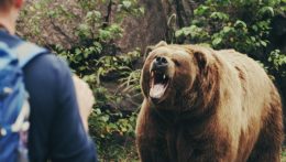 Turistákra támadt egy medve
