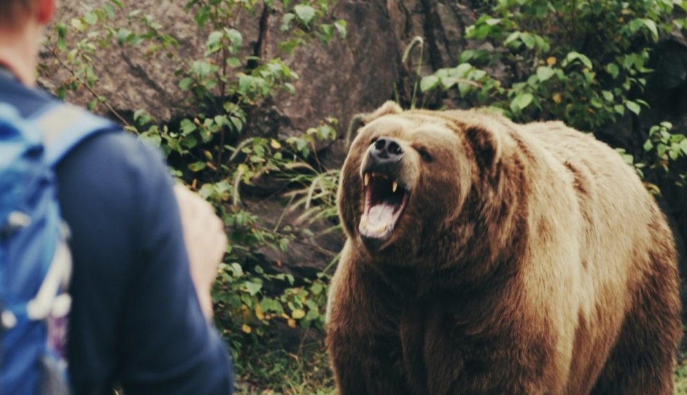 Feljelentést tett a környezetvédelmi tárca a medvék etetése miatt