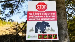 Rendkívüli helyzetet hirdettek a medvékre vonatkozóan a Kiszucaújhelyi járásban