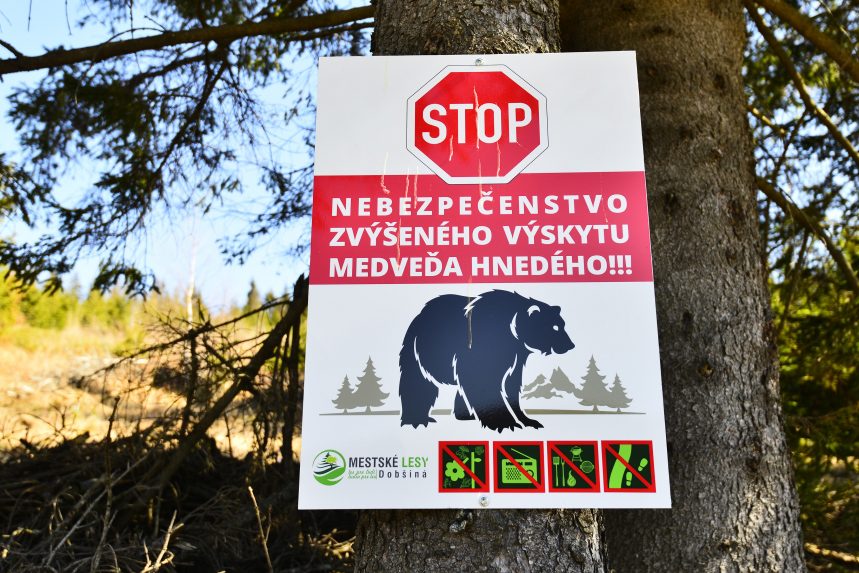 Megelőző intézkedésekkel harcolna a medvetámadások ellen a környezetvédelmi tárca
