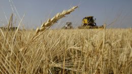 A FAO szerint tizenegyedik hónapja csökkent bizonyos élelmiszerek világpiaci ára februárban