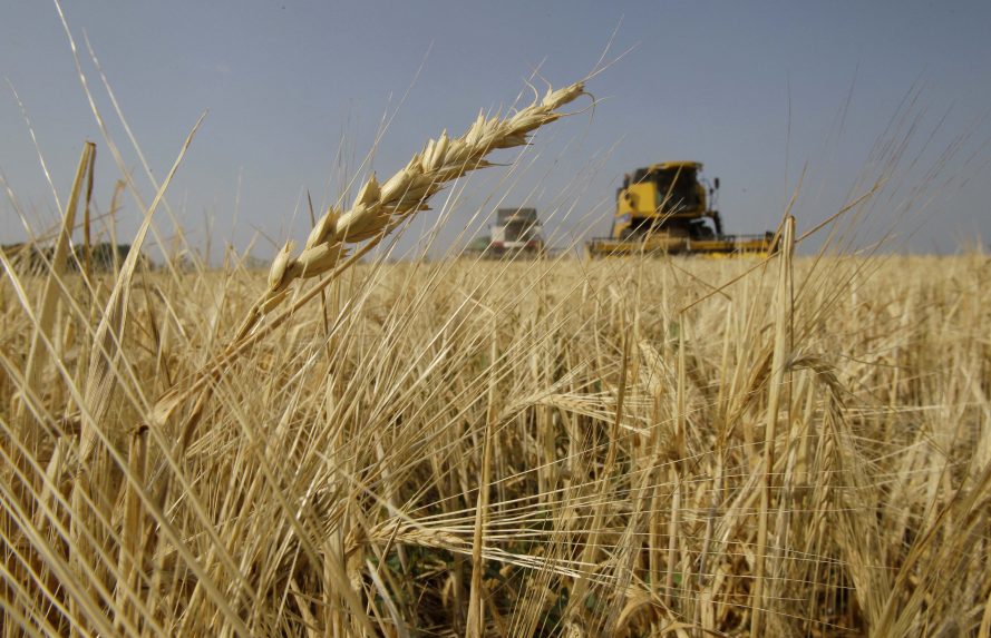 A FAO szerint tizenegyedik hónapja csökkent bizonyos élelmiszerek világpiaci ára februárban