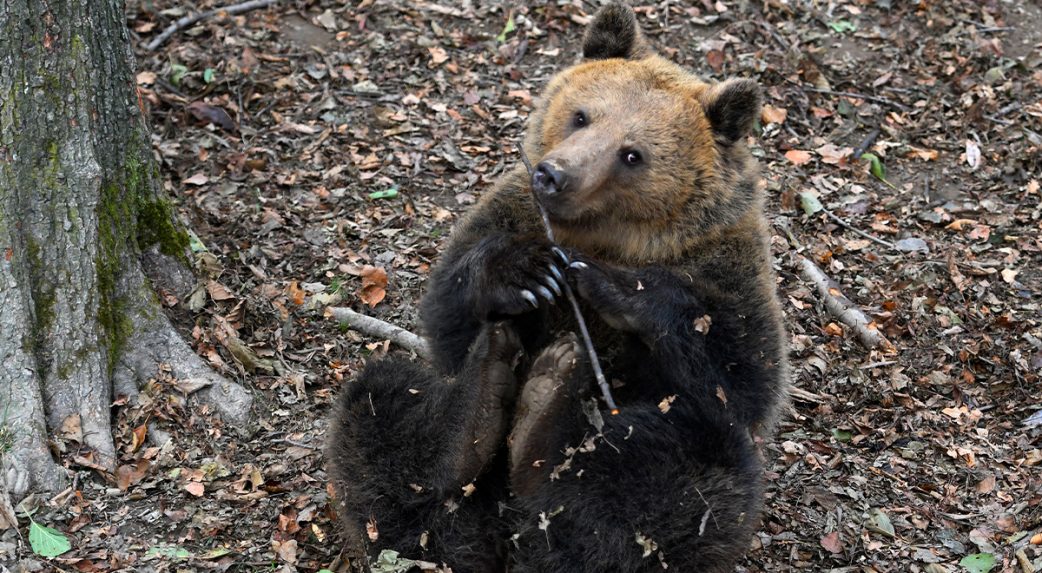 Szakértők szerint be kell biztosítani az ételmaradékot a medvék ellen
