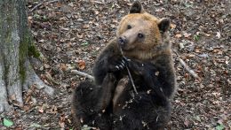 Az Állami Természetvédelmi Hivatal nem erősítette meg, hogy medve bukkant fel Szentgyörgy közelében