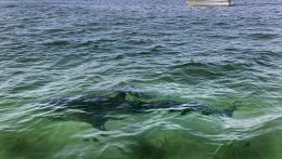 Mennyire kell tartanunk a tengerparti kiránduláson a cápatámadásoktól?