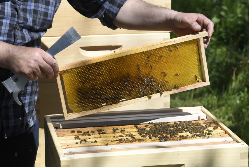 Mivel számolhatnak a méhészek és a mézkedvelők?