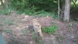 A tigris, ami félelemben tartotta a szlovákiai falu lakóit, soha nem járt Szlovákiában?