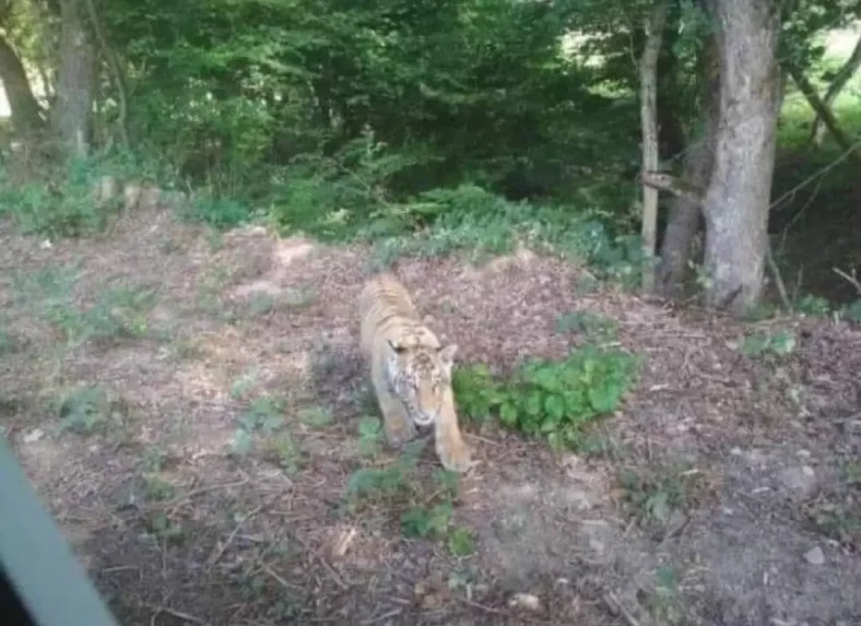 A tigris, ami félelemben tartotta a szlovákiai falu lakóit, soha nem járt Szlovákiában?