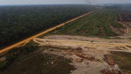 Egyre riasztóbb az erdőírtás Brazíliában