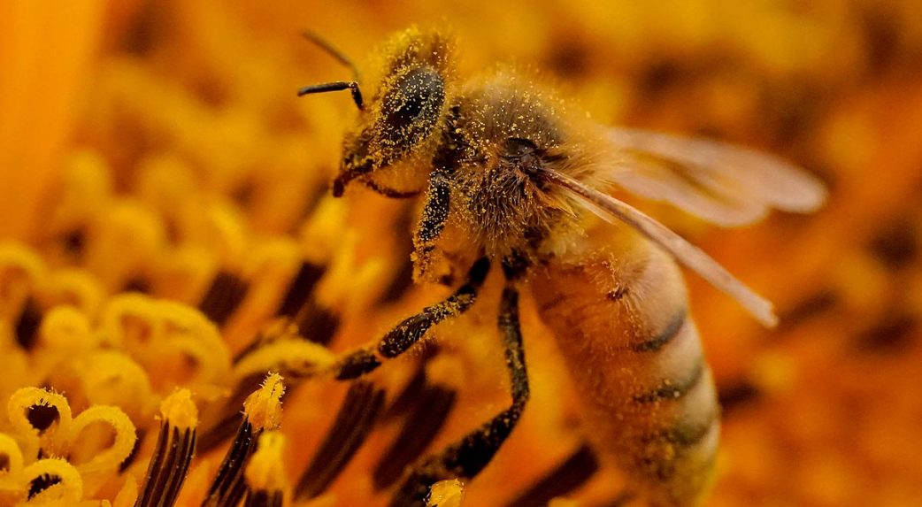 A klímaváltozásnak közvetlen negatív hatása van a szlovákiai méhészetekre