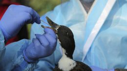 Madárinfluenza miatt átmenetileg bezár a pozsonyi állatkert