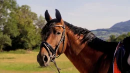 Az Európai Bizottság a lovak hatékonyabb védelmét szorgalmazó polgári kezdeményezést vesz nyilvántartásba