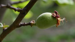 A fagykárok veszélyeztetik a gyümölcstermesztést