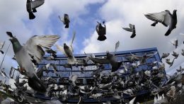 Vágsellye: Ősz óta több mint félezerrel csökkent a galambok száma