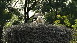 Fákon fészkelő gólyák Marcheggben