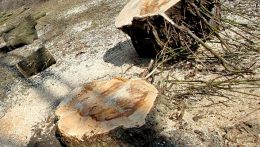 Vádat emelnek az ellen a férfi ellen, aki 71 fát vágott ki illegálisan Borsiban