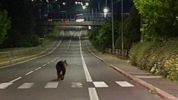 Újabb medvetámadás Szlovákiában