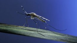 Húsz év óta először ismét megjelent a malária az Egyesült Államokban