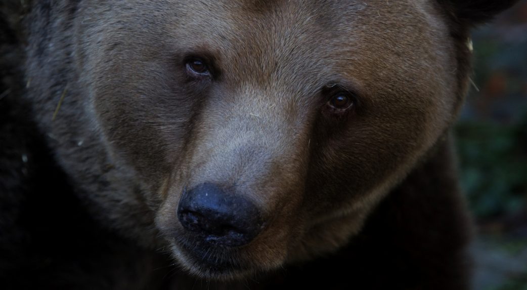 A kormány lehetővé tenné rendkívüli helyzet kihirdetését medvék előfordulása esetén