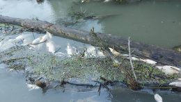 Tömegesen pusztultak ki halak a Kis-Dunában szennyezés miatt