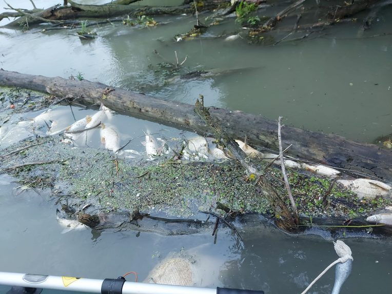 Tömegesen pusztultak ki halak a Kis-Dunában szennyezés miatt