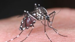 Terjed a dengue-láz Indiában és Bangladesben – figyelmeztet a külügyminisztérium