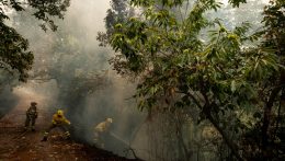 Tenerife területének hat százaléka leégett