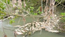 Ökológiai katasztrófa a Kis-Dunán