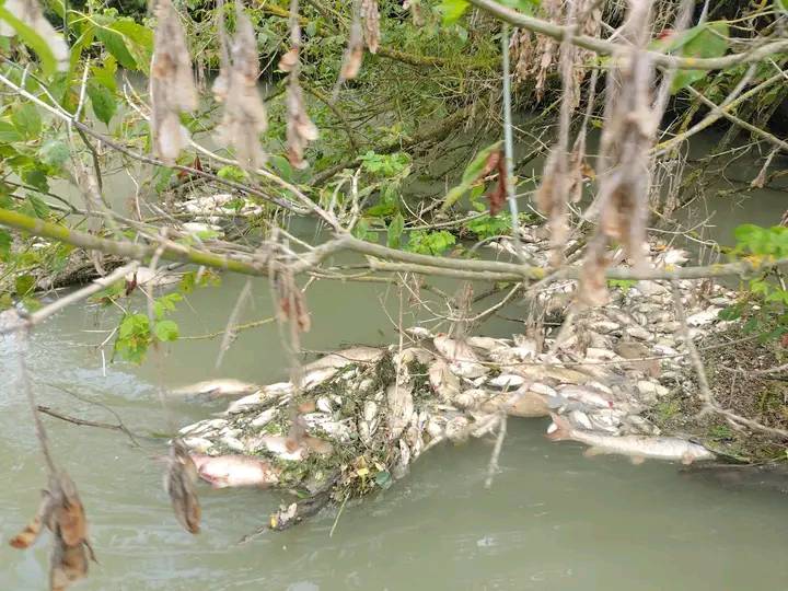 Három-hat tonna hal pusztult el a Kis-Dunában