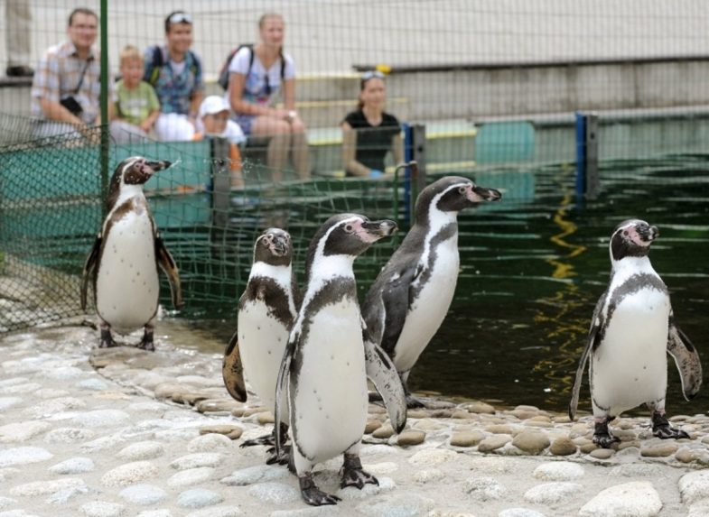 Elárasztotta a kassai pingvinek medencéjét a hétvégi vihar
