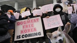 Dél-Koreában a parlament elfogadta a kutyahús-kereskedelem betiltásáról szóló törvényt