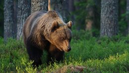 Továbbra sincs szabályozás a barnamedvék populáció kontrollja kapcsán