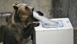 Befejezte a sérült medve keresését a zsolnai járásban tevékenykedő akciócsoport
