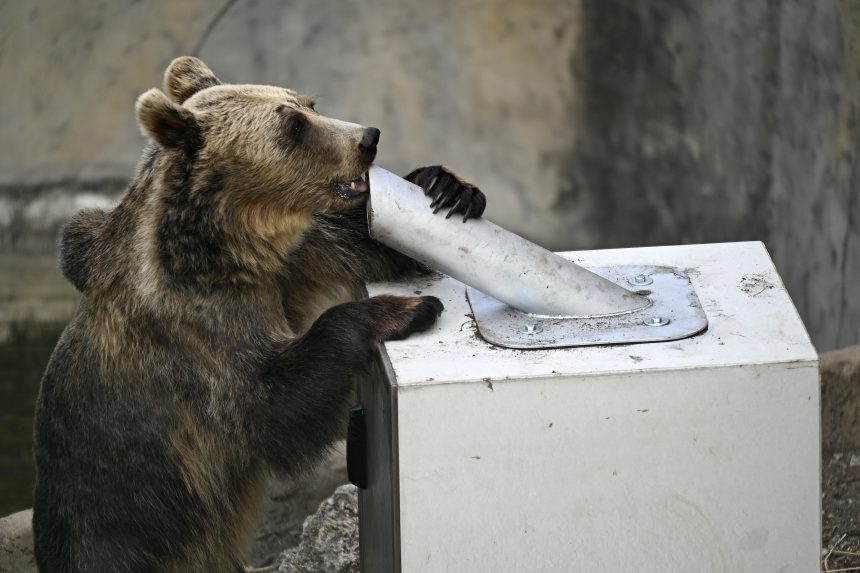 Befejezte a sérült medve keresését a zsolnai járásban tevékenykedő akciócsoport