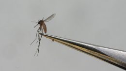 Nem valószínű, hogy veszélyes betegségek hordozói a Szlovákiában is megjelent tigrisszúnyogok