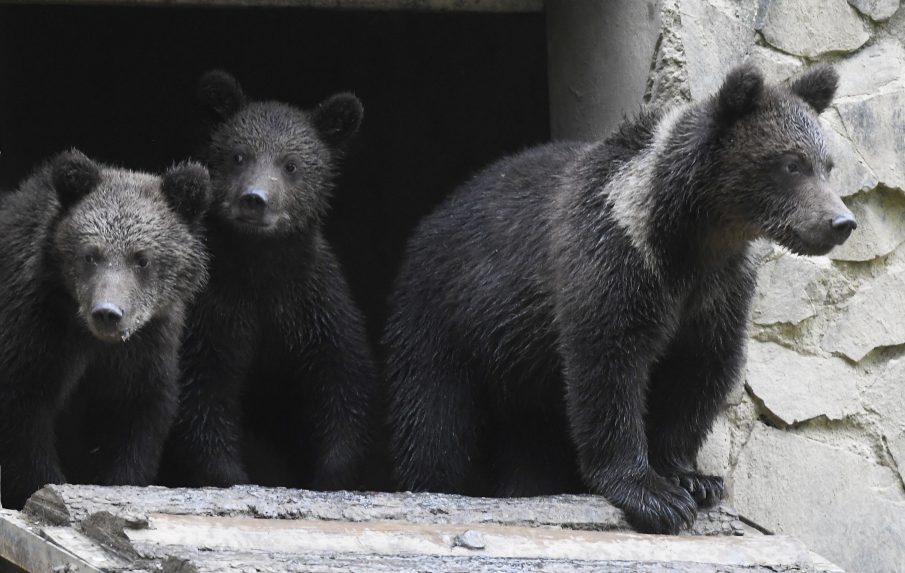 Szakmai szempontból nem megfelelő a medvék elleni törvényjavaslat