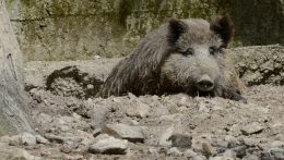 Léva: A sertéspestis megelőzése érdekében tilos belépni a vadászterületekre