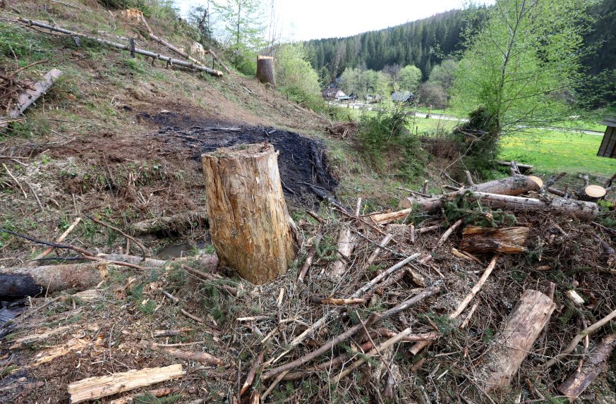 A ZMOS elítéli a környezetvédelmi minisztérium fakivágásokat érintő szabályozását