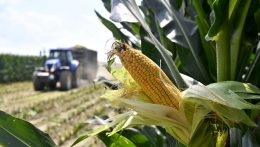 Az EU engedélyezi a géntechnológiával módosított kukorica élelmiszerként és takarmányként való felhasználását