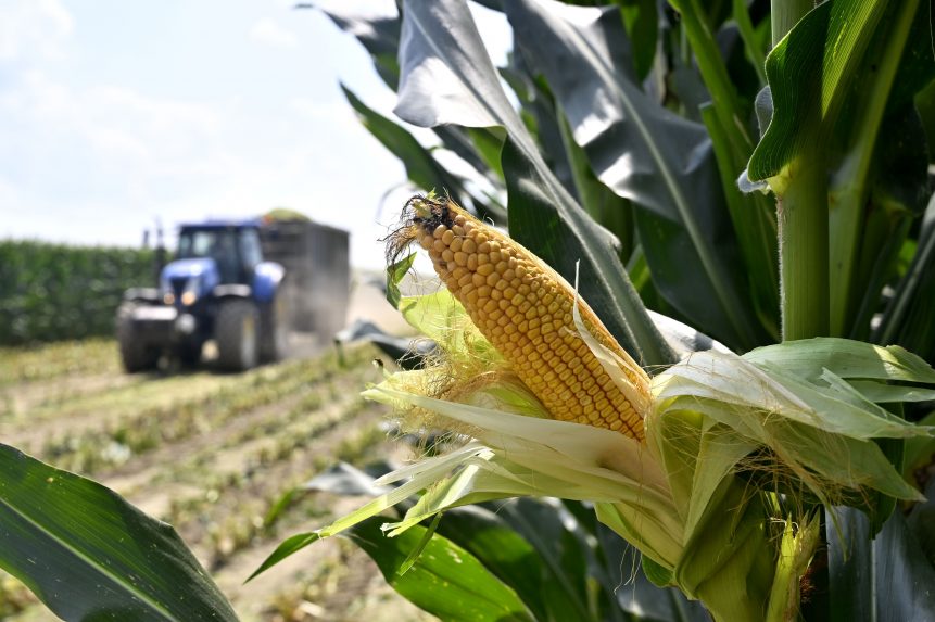 Az EU engedélyezi a géntechnológiával módosított kukorica élelmiszerként és takarmányként való felhasználását
