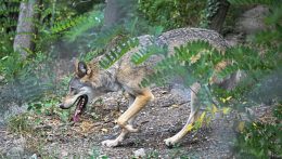 A medvék állománya után a környezetvédelmi tárca most a farkasokkal foglalkozna